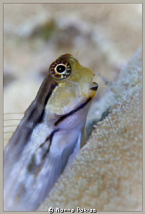 Cute fish by Nonna Pokras 